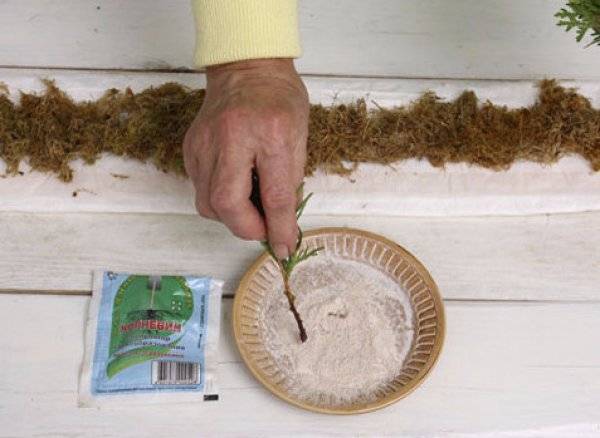 Как можно весной размножить можжевельник укоренёнными черенками в теплице и в домашних условиях