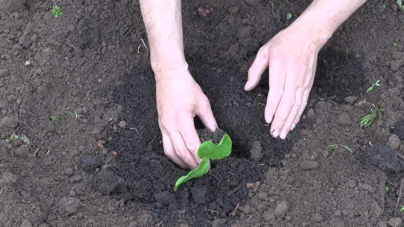 Когда сажать тыкву на рассаду: как посадить семена в домашних условиях