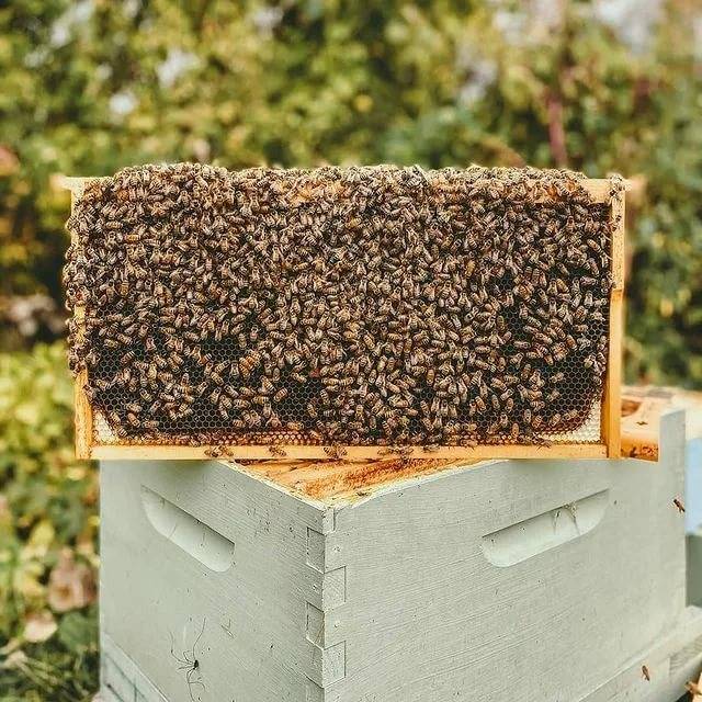 Уход за пчелами: технология разведения и ухода за ульем, пчелой и маткой (основы пчеловодства для начинающих)