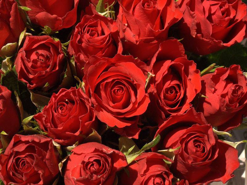 Бордовые розы: особенности, сорта и использование в ландшафтном дизайне