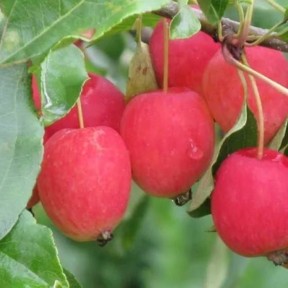 Популярная в россии яблоня китайка – описание и фото сортов, особенности выращивания