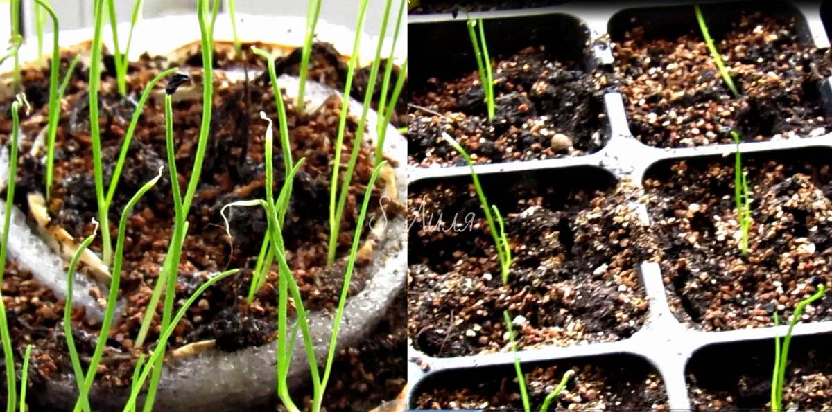 Лук-порей: выращивание и уход в открытом грунте, когда сеять на рассаду и высаживать, посадка семян в сибири, сорта, инструкция в видео