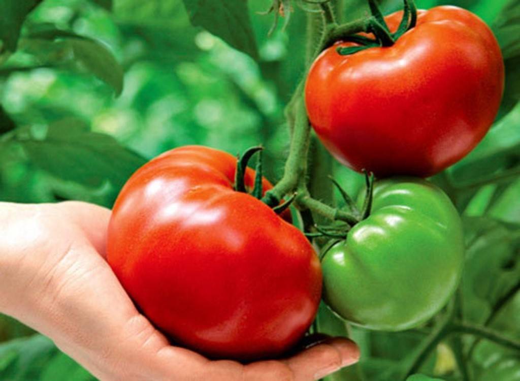 Как посадить томаты, чтобы собрать урожай в июне