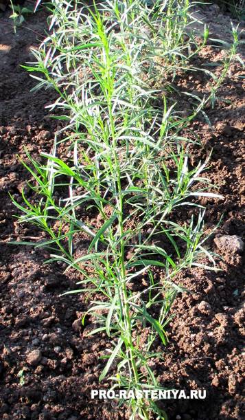 Эстрагон (тархун): выращивание и уход в открытом грунте, как посадить и вырастить из семян