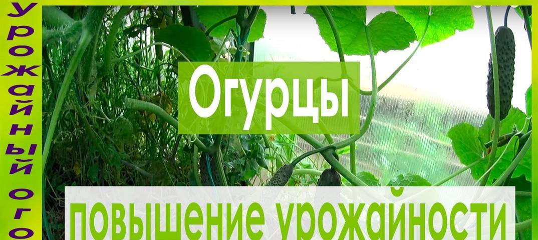 Как вырастить и увеличить урожай огурцов в теплице: способы, советы, факторы, фото, видео