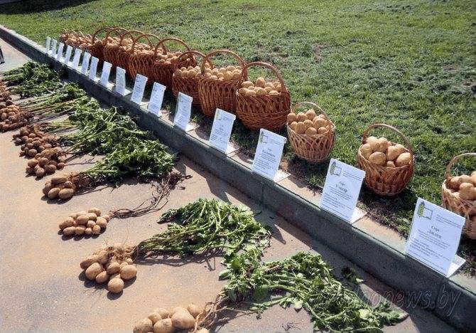 Выращивание картошки в мешке: пошаговая инструкция