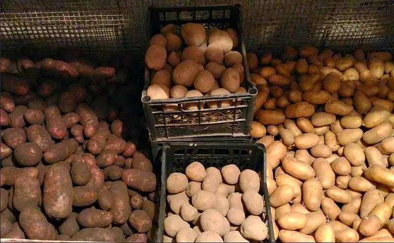 При какой температуре хранят картофель зимой: оптимальный режим какой выдерживает овощ, когда замерзают клубни, а также параметры влажности