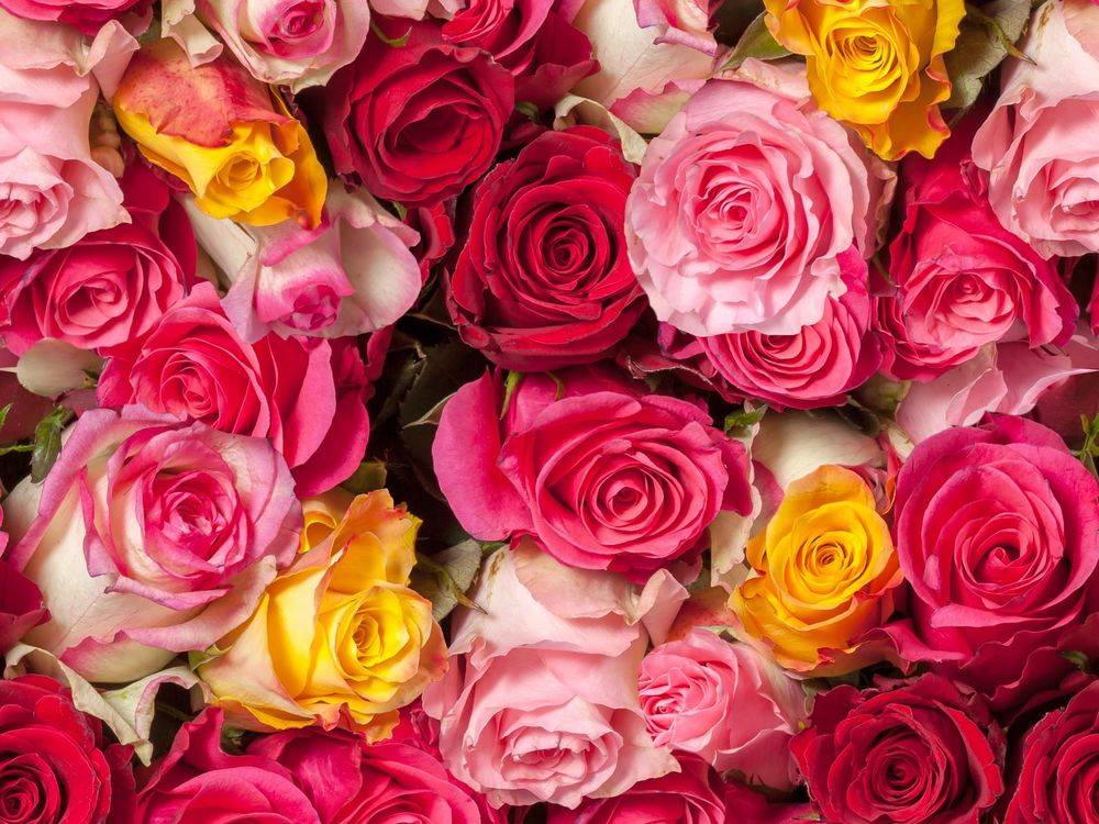 Роза: описание, характеристики и особенности, интересные факты о цветке