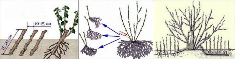Как правильно размножить смородину черенками и отводками в разные сезоны