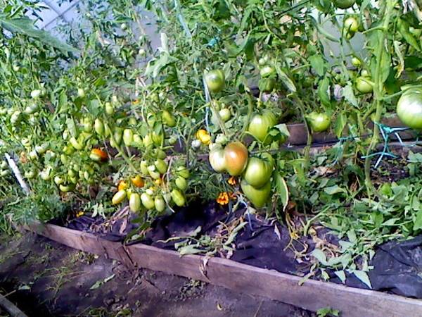 Какие сидераты сеять в теплице осенью под новый посев томатов?