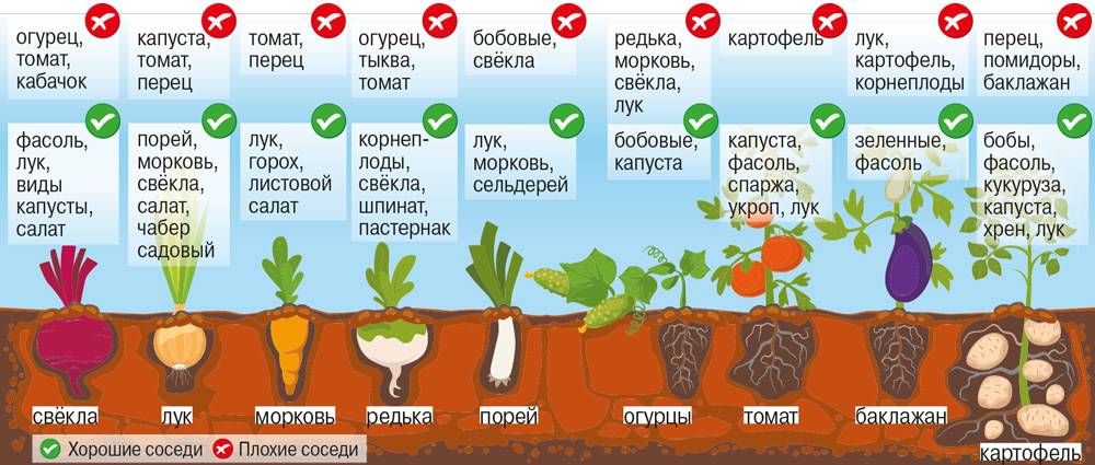 С какими растениями можно, а с какими нельзя сажать огурцы на supersadovnik.ru