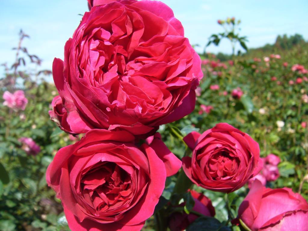 О розе Eric Tabarly: описание и характеристики сорта плетистой розы