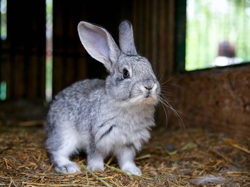 Как понять язык и жесты кролика | кролики. разведение и содержание в домашних условиях