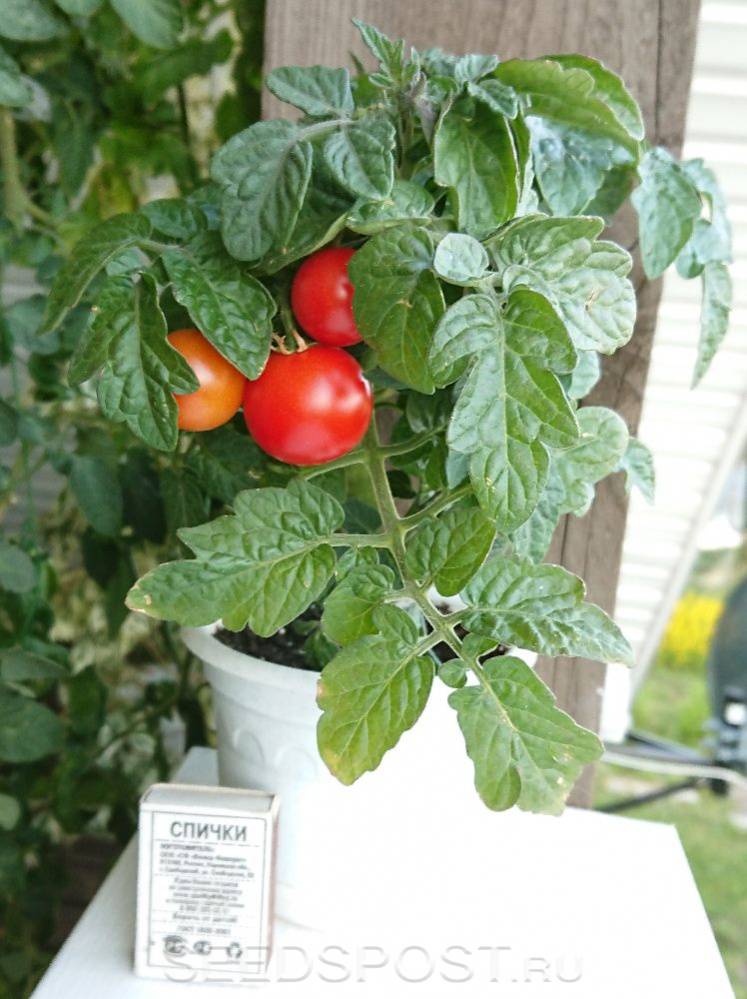 Томат банзай: характеристика и описание сорта, фото куста и отзывы тех кто сажал помидоры об их урожайности