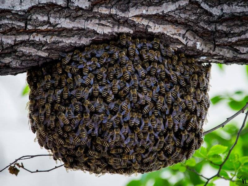 Чем пользуется пчеловод для усмирения пчёл во время осмотра гнёзд