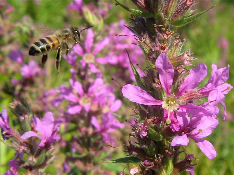 Медоносные растения и травы: лучшие медоносы для пчел