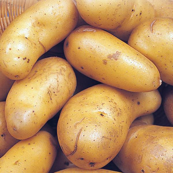 Сорта картофеля: характеристика видов, фото