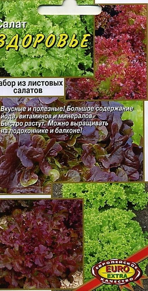 Все о семенах салата для посева в открытом грунте: лучшие сорта