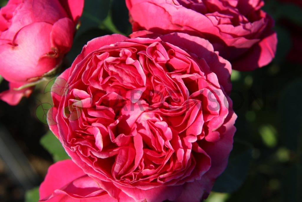 Роза эрик таберли: описание, выращивание и уход. розы эрик таберли