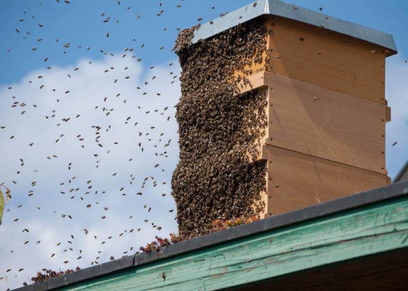 Основные методики искусственного роения пчел