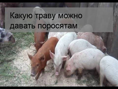 ᐉ кормление свиней - zooon.ru