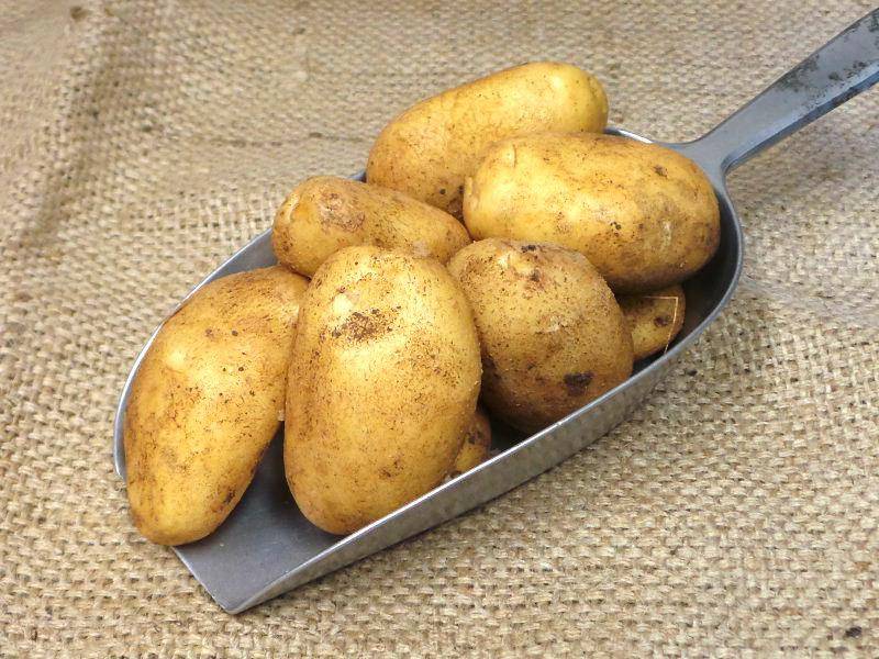 Сорт картофеля никулинский: описание сорта, фото, характеристика