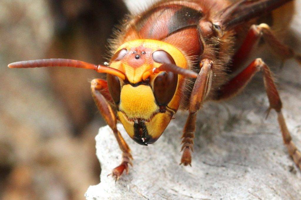 Азиатский шершень – одно из самых крупных и опасных насекомых