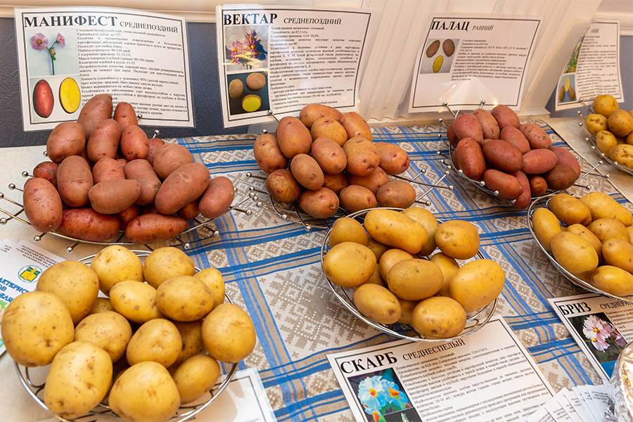 Картофель лилли: описание семенного сорта картофеля, характеристики, агротехника