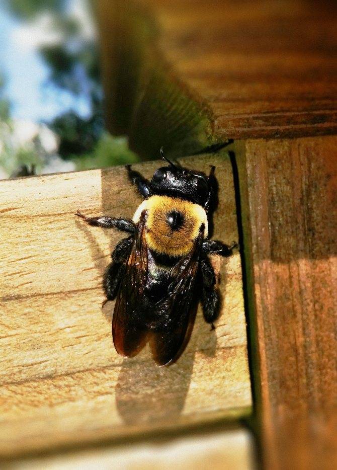 Пчелы-плотники — чем опасны и как от них избавиться? фото — ботаничка.ru