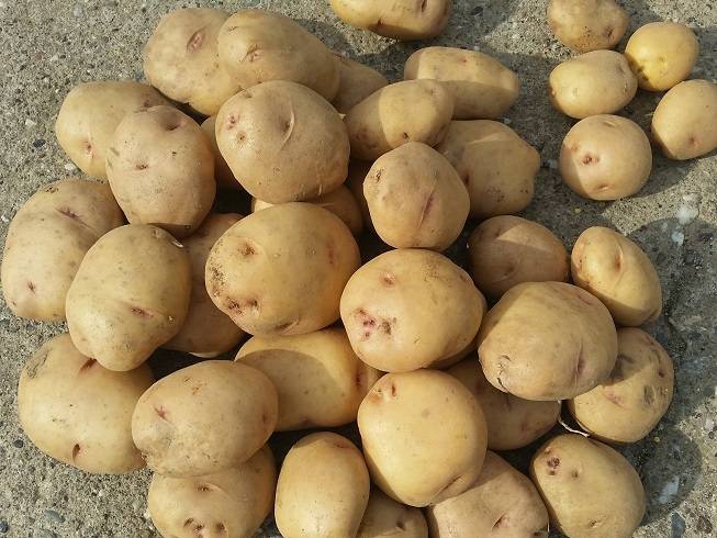 Фиолетовая картошка: сорта, польза и вред, как выращивать фиолетовый картофель