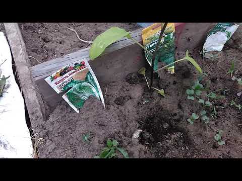 Выращивание арбузов в открытом грунте: выбор сорта, схема посадки, уход