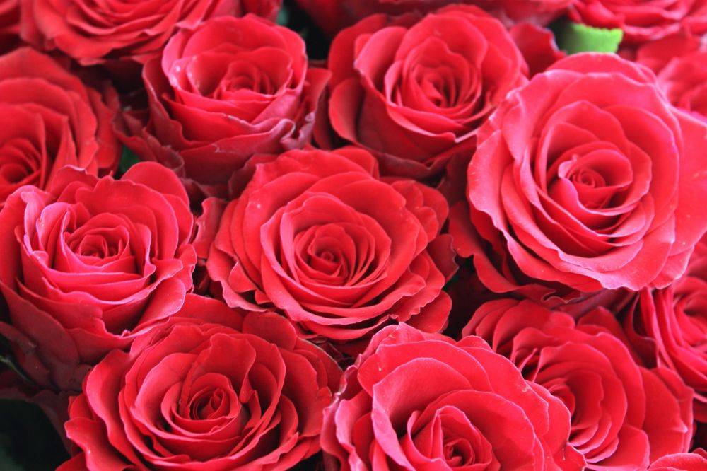 20 самых лучших красных чайно-гибридных роз для вашей дачи