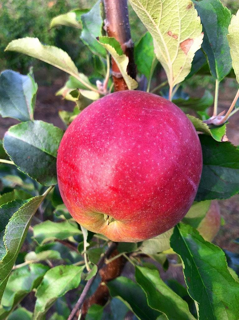 Лучшие сорта яблонь 2021 года: рейтинг вкусных, сладких яблок для средней полосы россии