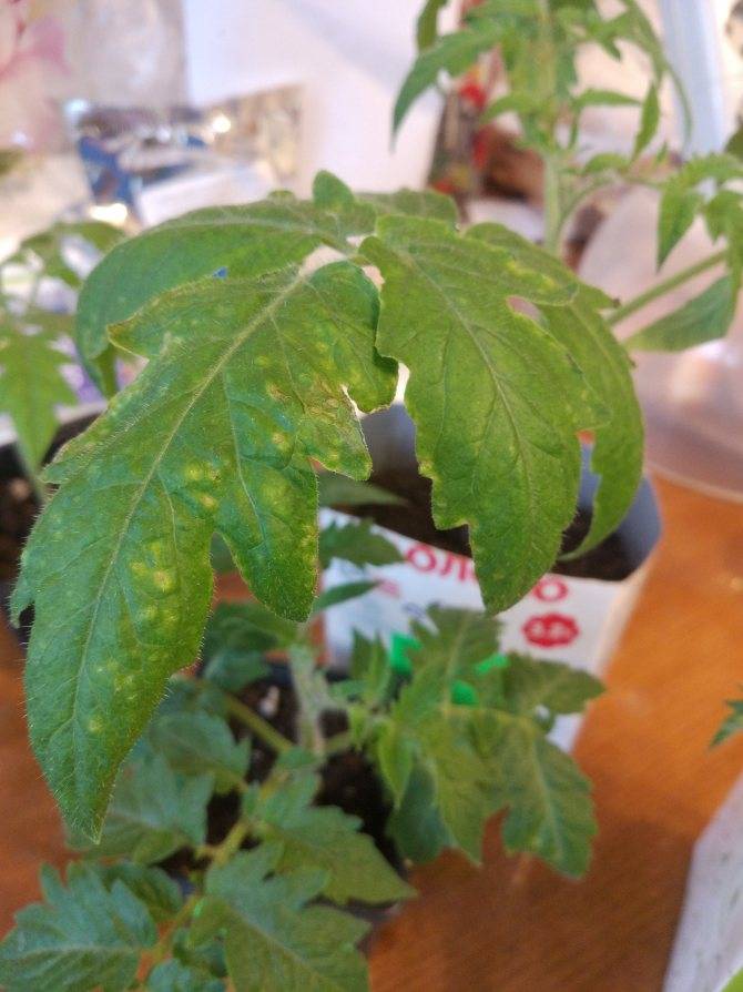Основные причины того, почему белеют листья у рассады помидоров