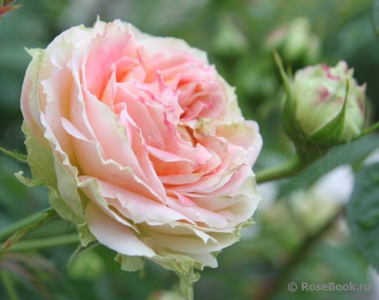 Роза «цезарь» (21 фото): описание плетистого сорта и правила его выращивания | информация о ремонте и строительстве