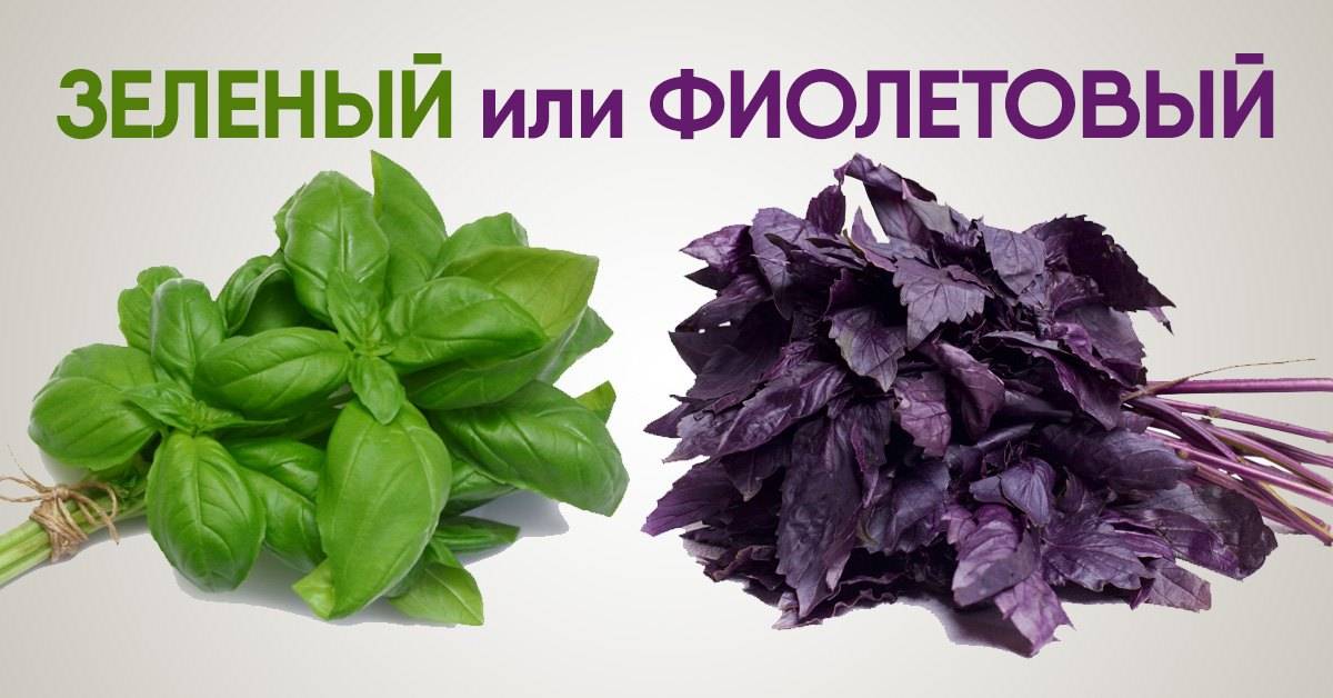 Особенности использования фиолетового базилика — полезные свойства для мужчин и женщин
