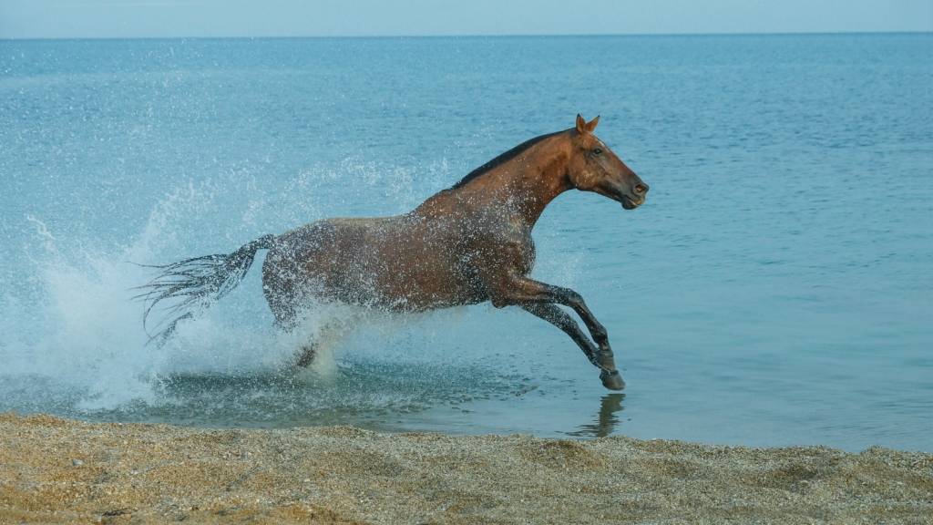 ᐉ умеют ли лошади плавать и нужно ли их обучать?