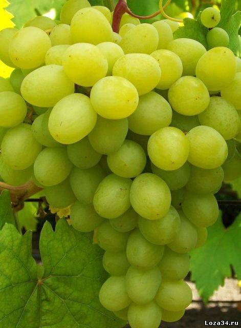 Ранние сорта винограда для разных регионов: как правильно сделать выбор. виноград бруно описание сорта фото отзывы видео