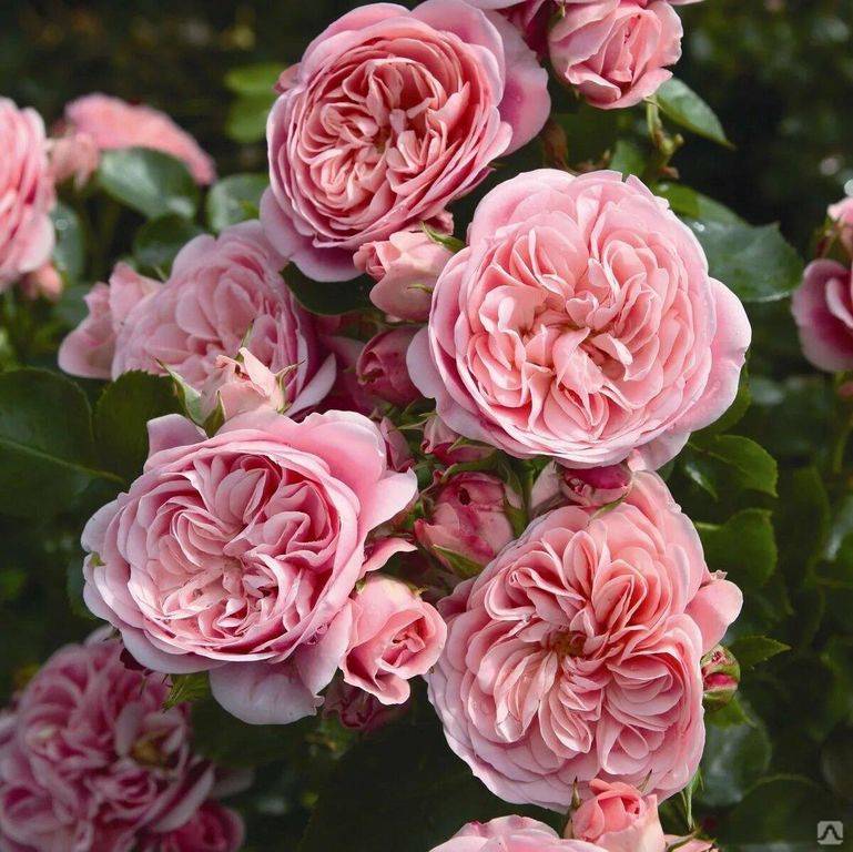 О розе тантау: описание и характеристики сорта, выращивание кустарниковой розы