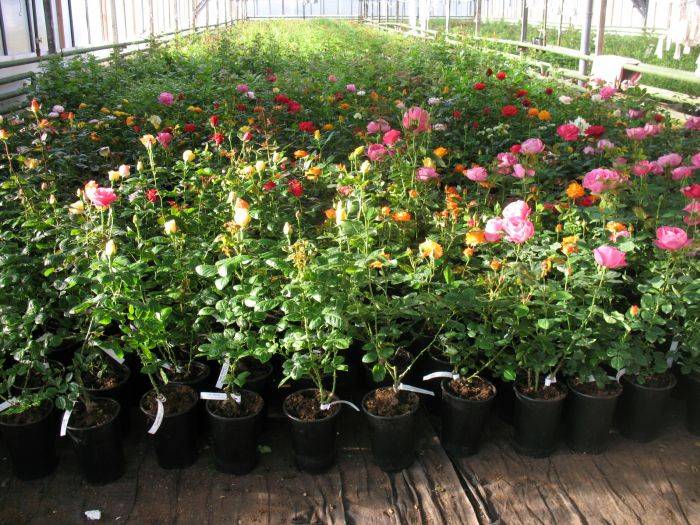 Можно ли посадить садовую розу дома в горшок. условия домашнего выращивания роз | дачная жизнь