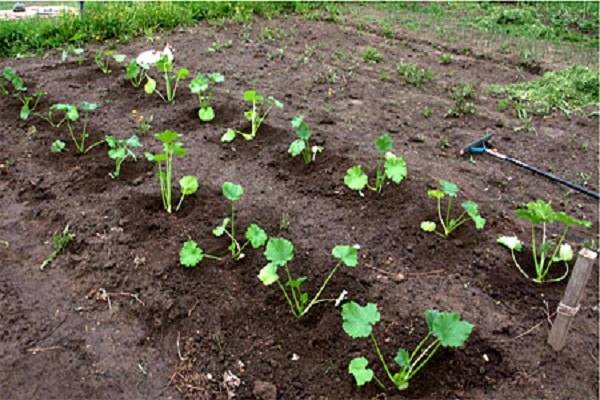 Как правильно посадить кабачки в мае в открытый грунт семенами, чтобы они быстро проросли
