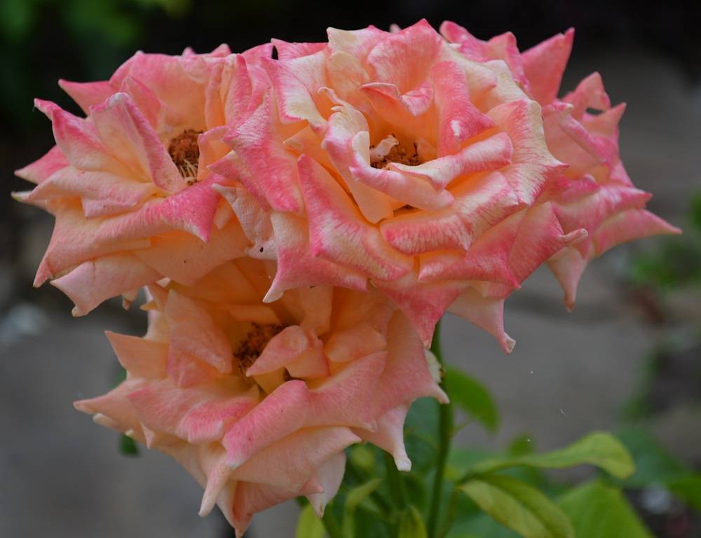 Как правильно выращивать и ухаживать за розами сорта «гейша»