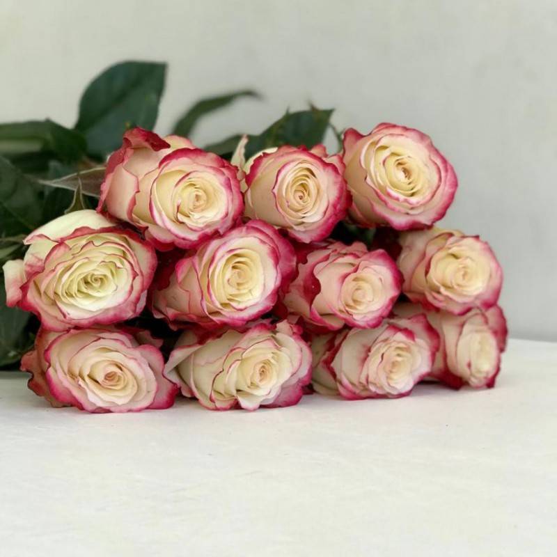 Роза свитнесс энциклопедия роз | мой сад и огород