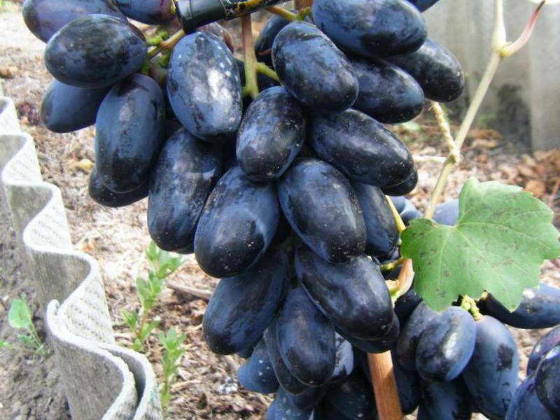 Описание сорта винограда велика: фото и отзывы | vinograd-loza