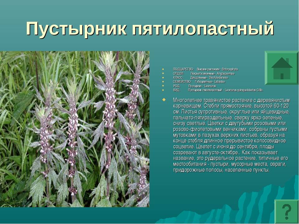 Пустырник трава: польза и применение для здоровья