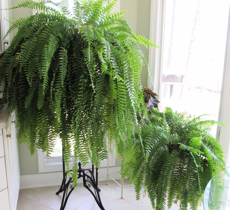 Можно ли выращивать лесной папоротник в квартире