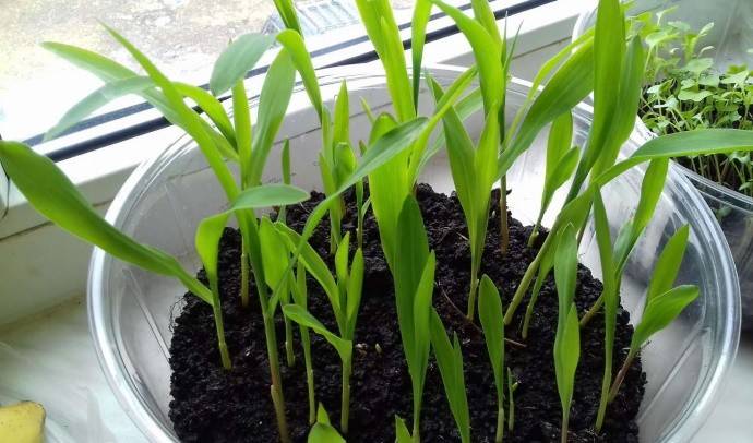 Когда сажать кукурузу на рассаду в 2021 году: выращивание и уход