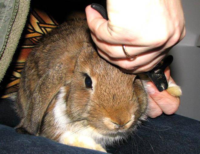 Как подстригать когти кролика: как правильно стричь ногти в домашних условиях