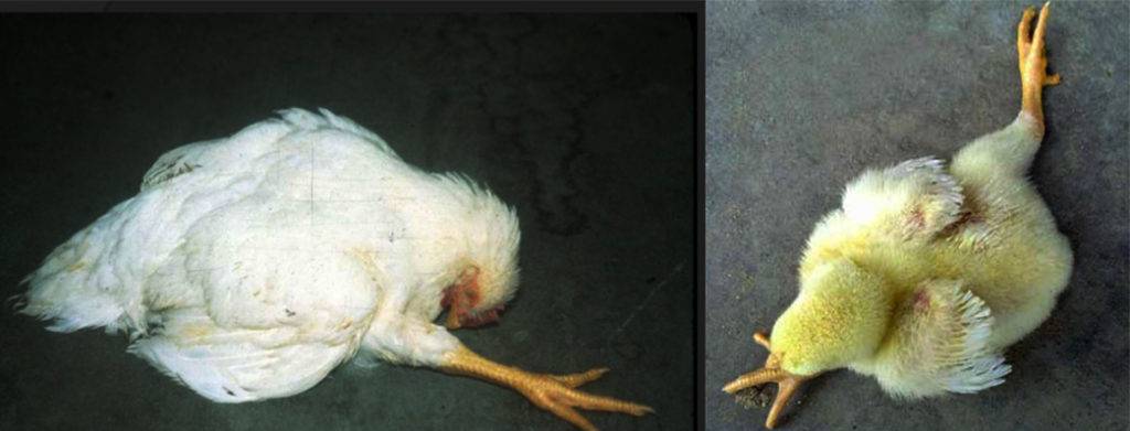 Красный куриный клещ (dermanyssus gallinae) у птицы – симптомы, схемы лечения и профилактика от nita-farm