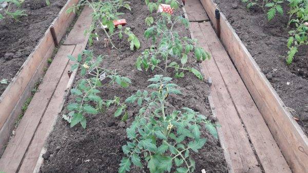 Посадка помидоров лежа, как правильно сажать томаты лежа в теплице